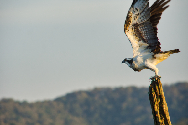 Sony-FE-24-240mm-lens-Sony-a6000-camera-DSC02746