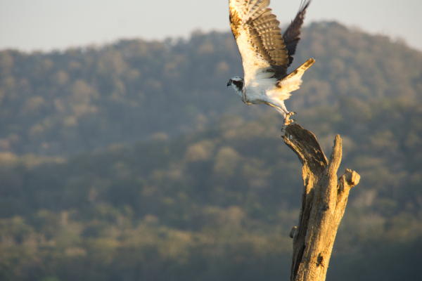 Sony-FE-24-240mm-lens-Sony-a6000-camera-DSC02774