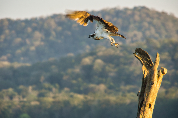 Sony-FE-24-240mm-lens-Sony-a6000-camera-DSC02776