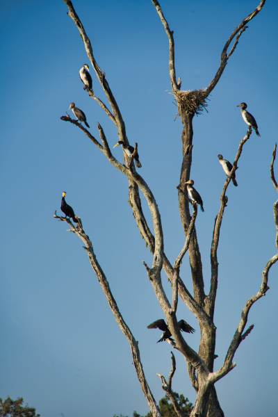 Sony-FE-24-240mm-lens-Sony-a7ii-camera-A7 02136