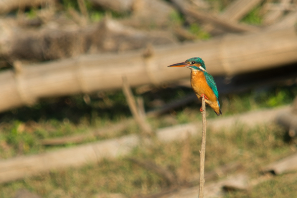 Sony-FE-24-240mm-lens-Sony-a7ii-camera-A7 02265