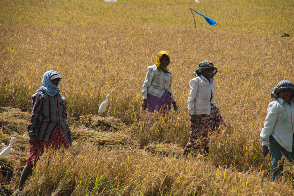 Sony-FE-24-240mm-lens-Sony-a7ii-camera-A7 02655